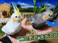 鹦鹉搞笑视频,笑料百出，萌态可掬