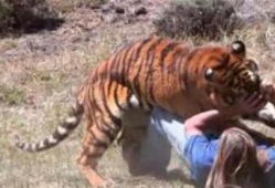 老虎吃人视频,老虎吞噬人类，现场视频曝光